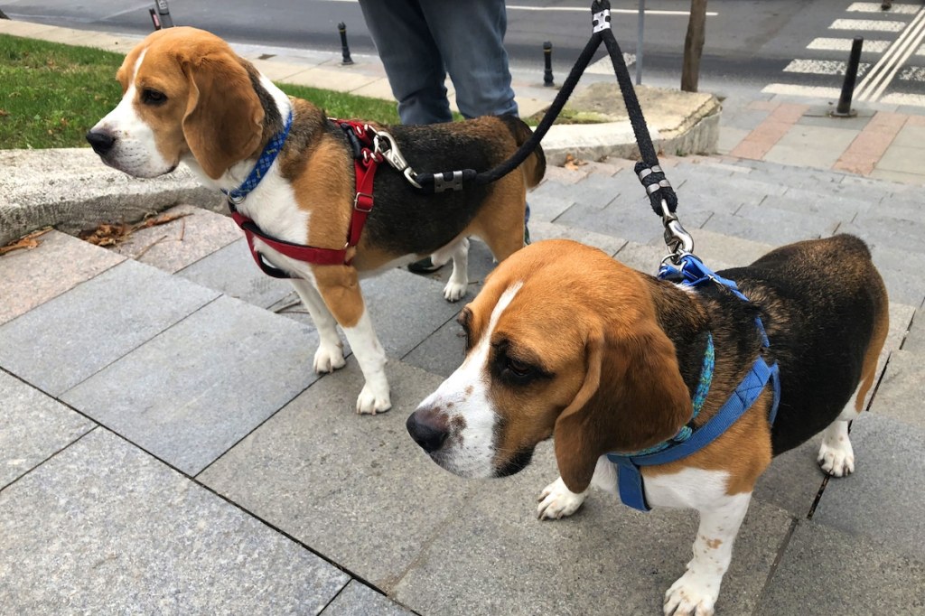 Best Double Dog Leashes to Simplify Walks