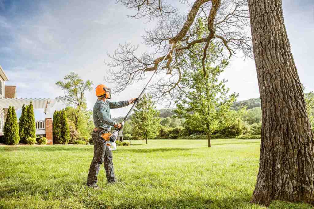Why Professional Tree Care is Essential for Your Property