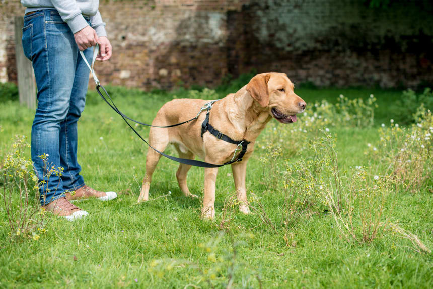 Guide to Using a Two-Clip Dog Leash for Better Control and Safety